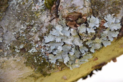 Workshop "lichens"